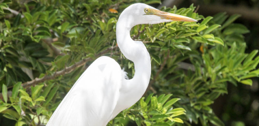 Egrets, Iguanas & Crocodiles, Oh My - Costa Rica