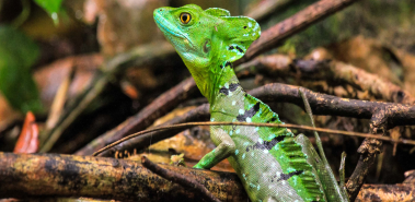 Wild for Wildlife - Costa Rica
