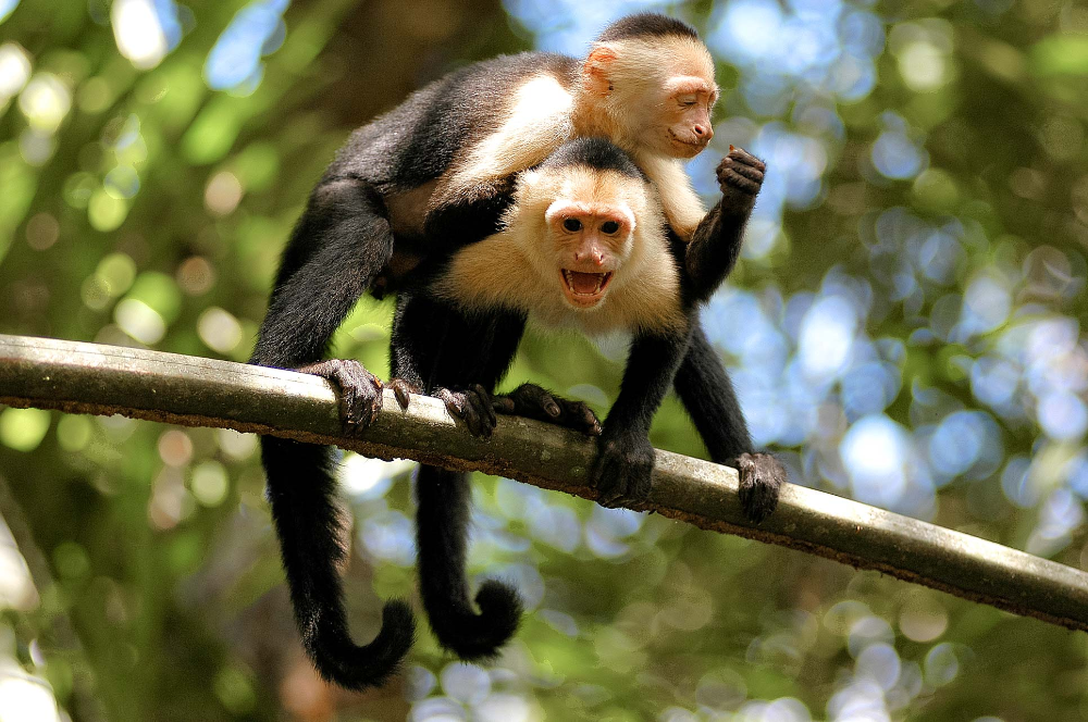 Image result for monkeys costa rica