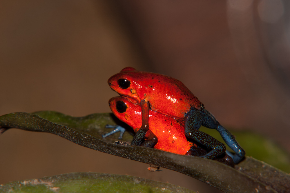 Blue Poison Dart Frog– Facts, Size, Diet, Pictures